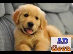 used Golden retriever puppies for sale whats app or call 8375871413 for sale 